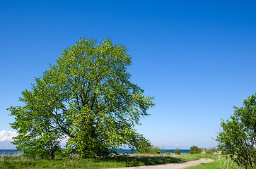 Image showing Big, wide tree