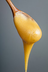 Image showing Honey dripping