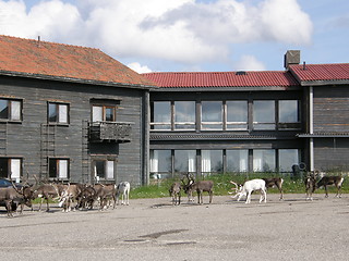 Image showing Reindeer herd