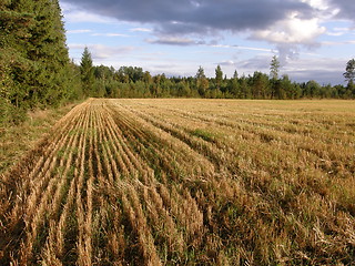 Image showing Harvested rye field