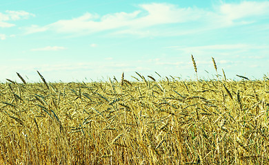 Image showing wheat field