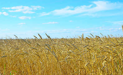 Image showing wheat field