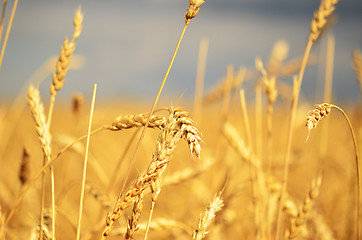 Image showing ripe wheat