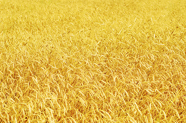 Image showing wheat field