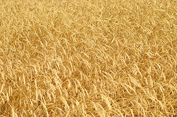 Image showing wheat field