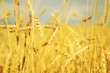 Image showing wheat field