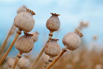 Image showing Detail of tree poppyheads on the field 