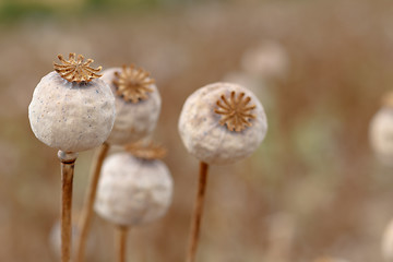 Image showing Detail of tree poppyheads on the field 