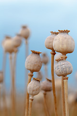 Image showing Detail of tree poppyheads on the field 