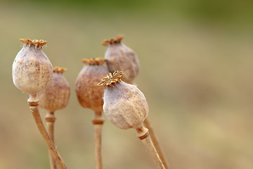 Image showing Detail of tree poppyheads on the field 