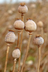 Image showing Detail of tree poppyheads on the field 