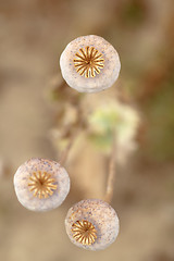 Image showing Detail of tree poppyheads on the field 