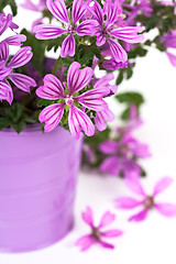 Image showing wild violet flowers in bucket