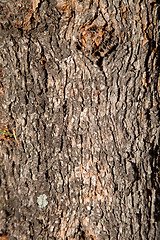 Image showing old tree texture