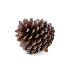 Image showing pine cone