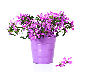 Image showing wild violet flowers in bucket i