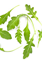 Image showing fresh rucola leaves