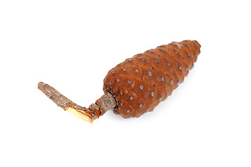 Image showing pine cone 