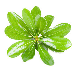 Image showing fresh green leaves