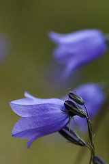 Image showing bluebell