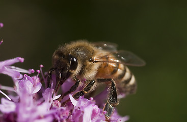 Image showing pollination