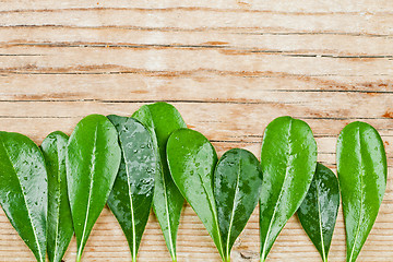 Image showing Green leaves on wooden background 