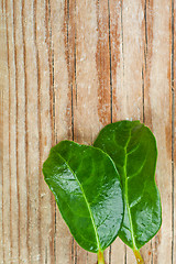 Image showing two green leaves