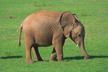 Image showing baby ellie