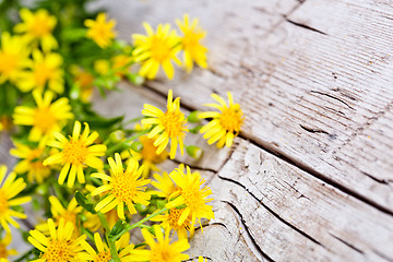 Image showing wild yellow flowers 