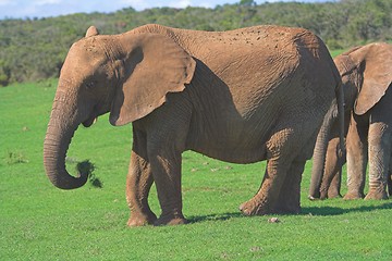 Image showing Feeding on grass