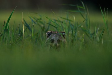 Image showing Raccoon dog peeking out of the grass