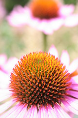 Image showing Purple coneflower