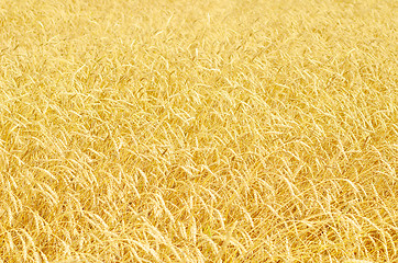 Image showing wheat field