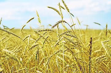 Image showing wheat field