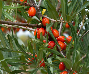 Image showing Sea-buckthorn.