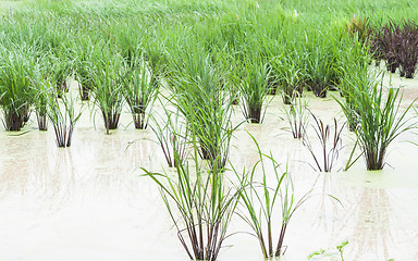 Image showing Crops in the agricultural demonstration