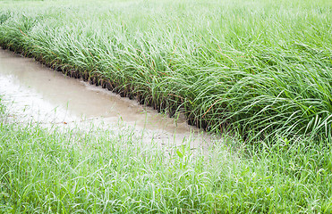 Image showing Green crops in the agricultural demonstration