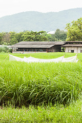 Image showing Crops field and shed in front of the mountain