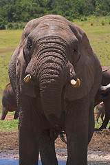 Image showing drinking elephant