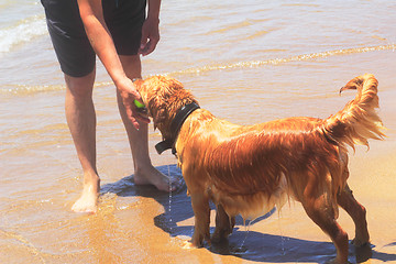 Image showing Beautiful pedigree dog on the beach.