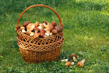 Image showing Wicker basket full of mushrooms in the forest clearing.