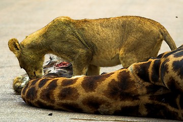 Image showing Hungry Cub