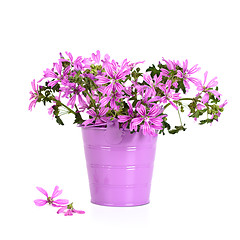Image showing wild violet flowers in bucket 