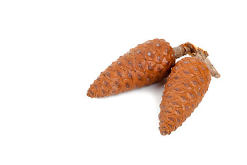 Image showing two pine cones