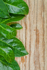 Image showing green leaves on rustic wooden background 