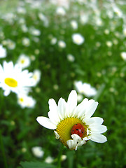 Image showing ladybird sitting on the chamomile