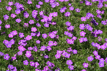 Image showing Carpet of Flowers