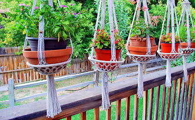 Image showing Patio flowers.