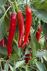 Image showing In vegetable garden grows bush with  pepper