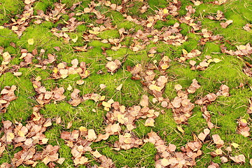 Image showing background of green moss and yellow leaves